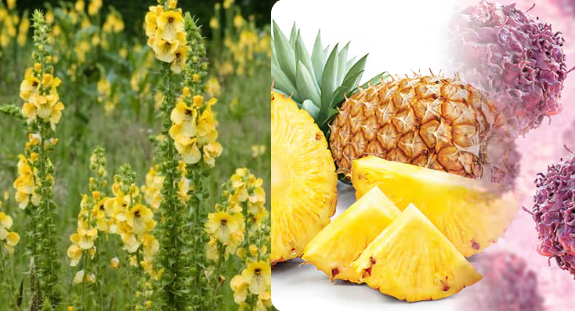 Mullein Leaf Extract + Bromelain