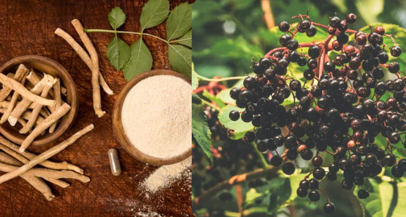 Marshmallow Root + Elderberry